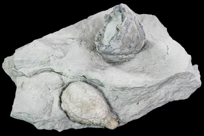 Eucalyptocrinus and Holocystites Fossil Plate - Indiana #106271